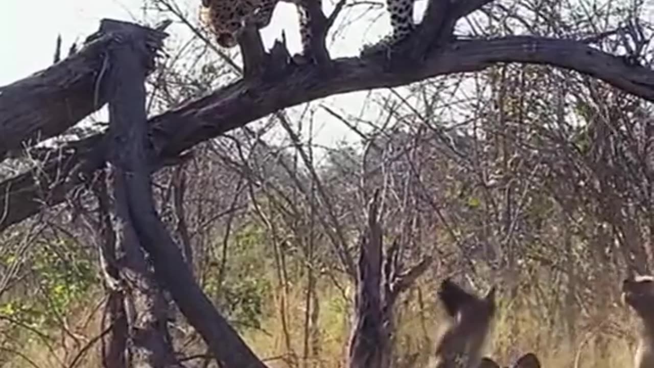 Lion fighting
