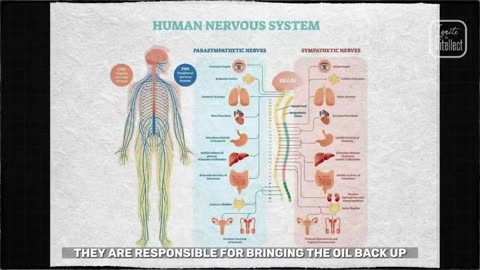 The Secretion