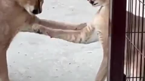 Two cats fight