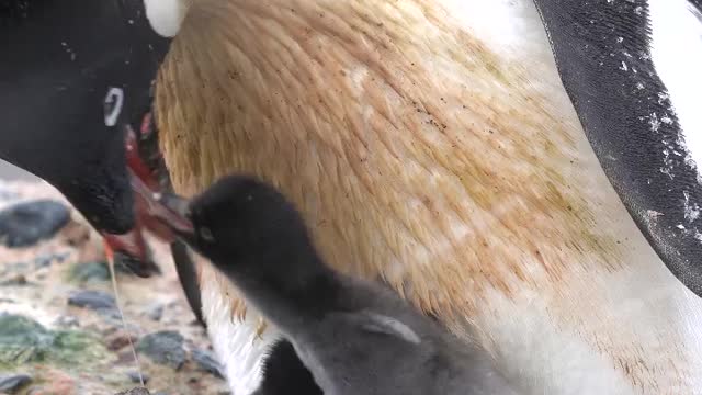 Feeding time for hungry chicks. Parent penguins catch krill in the sea, then feed their chicks by
