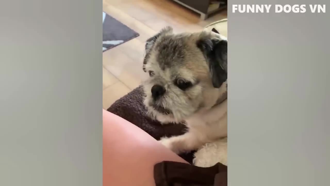 Dogs And Cats Funniest