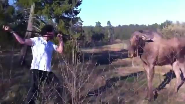 Salmon protection like scared is funny and scary