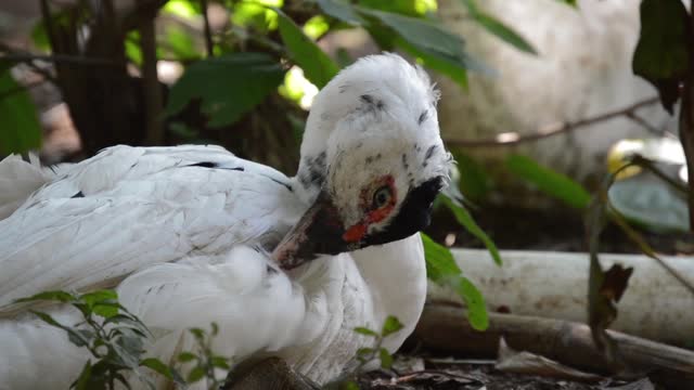 Cute and Funny Ducks! Duck Videos to Make You RELAX