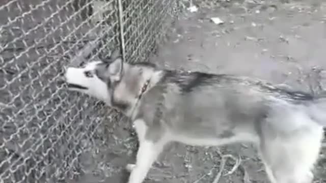 My Husky Trying To Get My Chickens