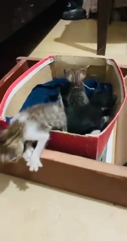 Cute babies kittens rescue