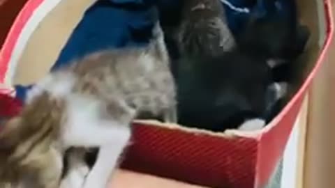 Cute babies kittens rescue