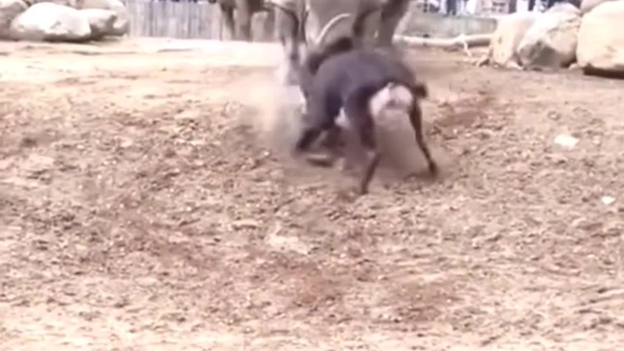 Animal fight