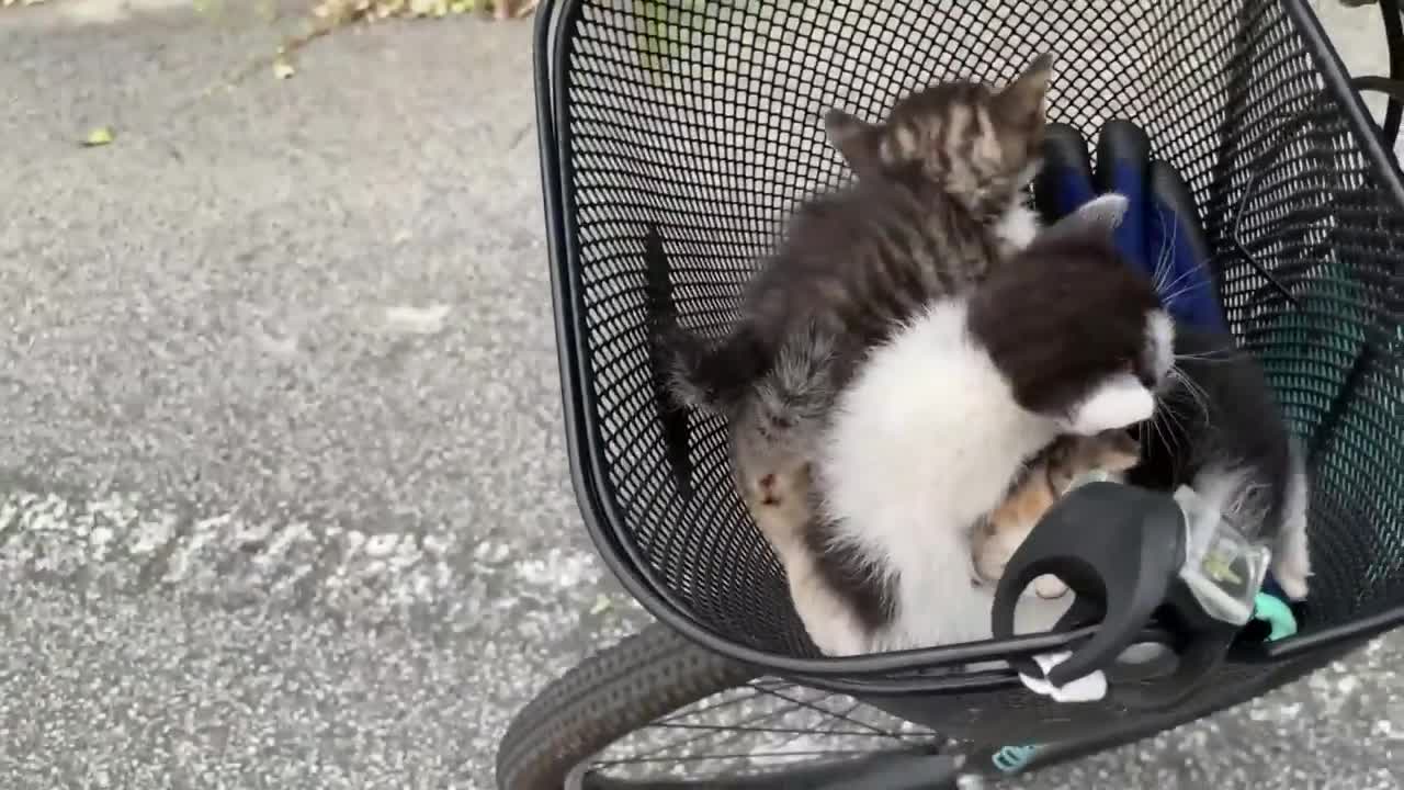 Siberian cat does back flips when instructed