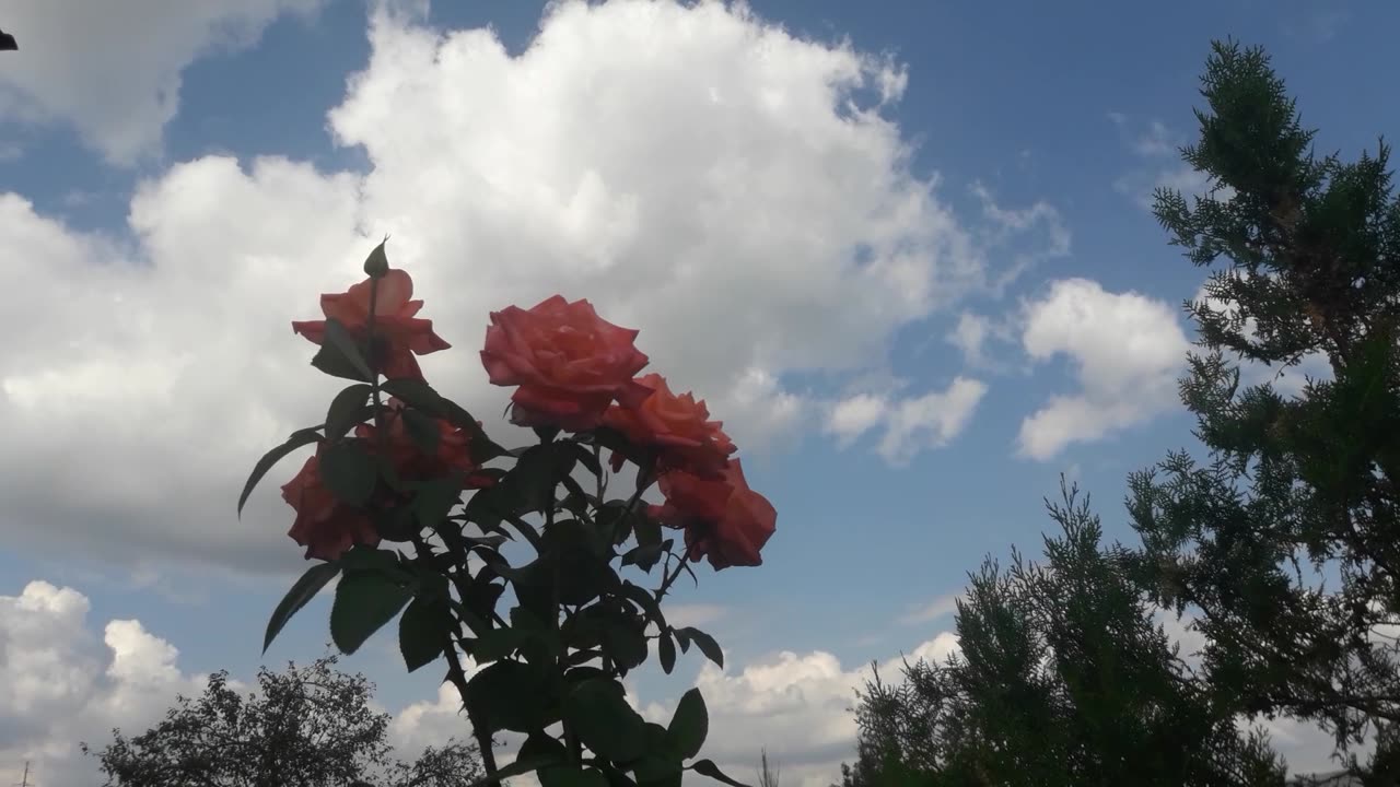 Roses in the sky