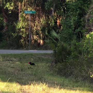 Dachshund crying for her toy while chasing it