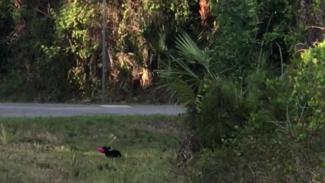 Dachshund crying for her toy while chasing it