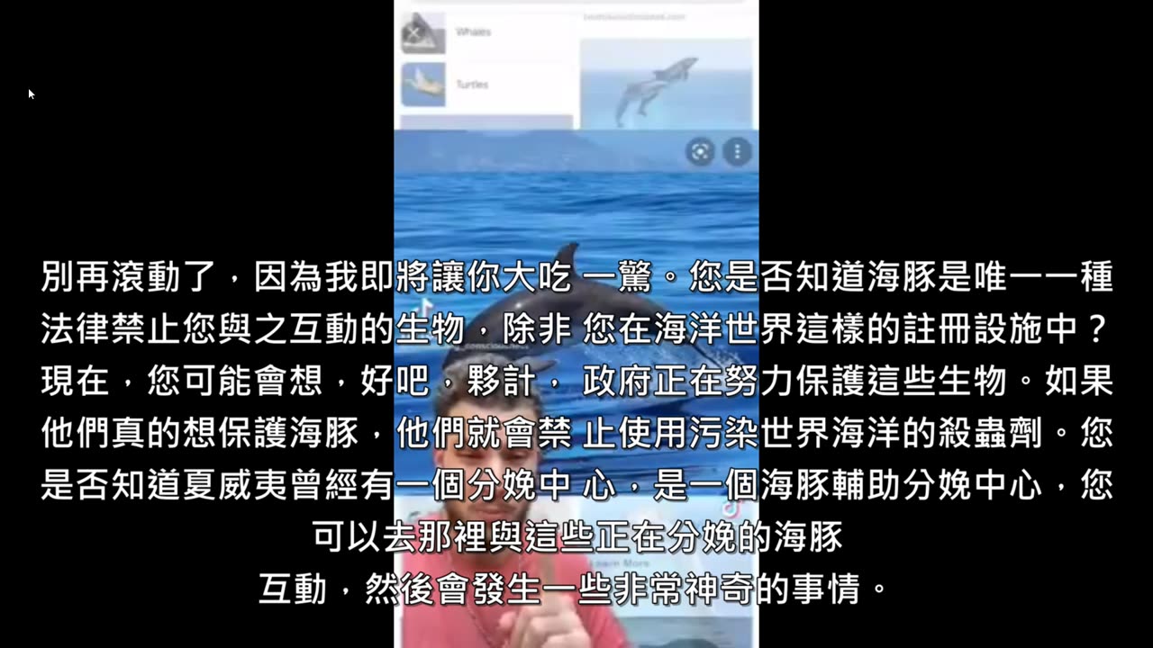 海豚-奇妙的助產士