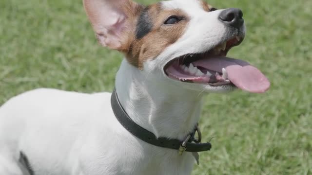 See how big the white dog's mouth is.