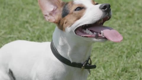 See how big the white dog's mouth is.