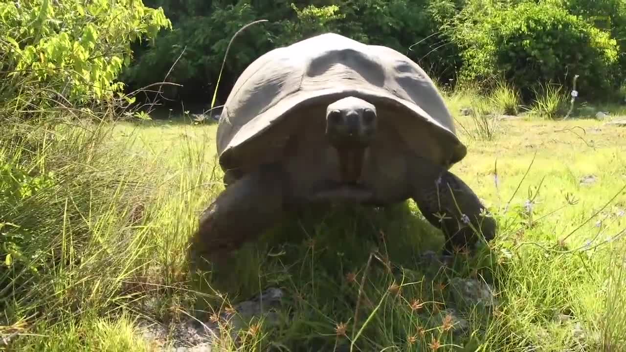 Explorer Interrupts Mating Tortoises, Slowest Chase Ever Ensues _ National Geographic