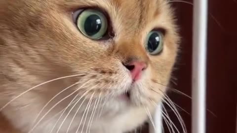 Cute Cats & Funny Cats 😍😍😅😅 #shorts #cats #viral #mmvcats