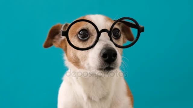 smart dog in glasses looking to the camera