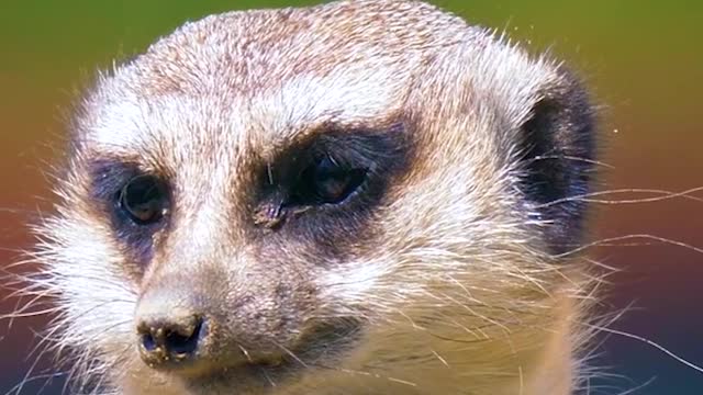 sleek grey meerkat on the lookout for predators