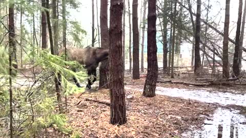 Spring is here and the forest and paddock are both muddy swamps