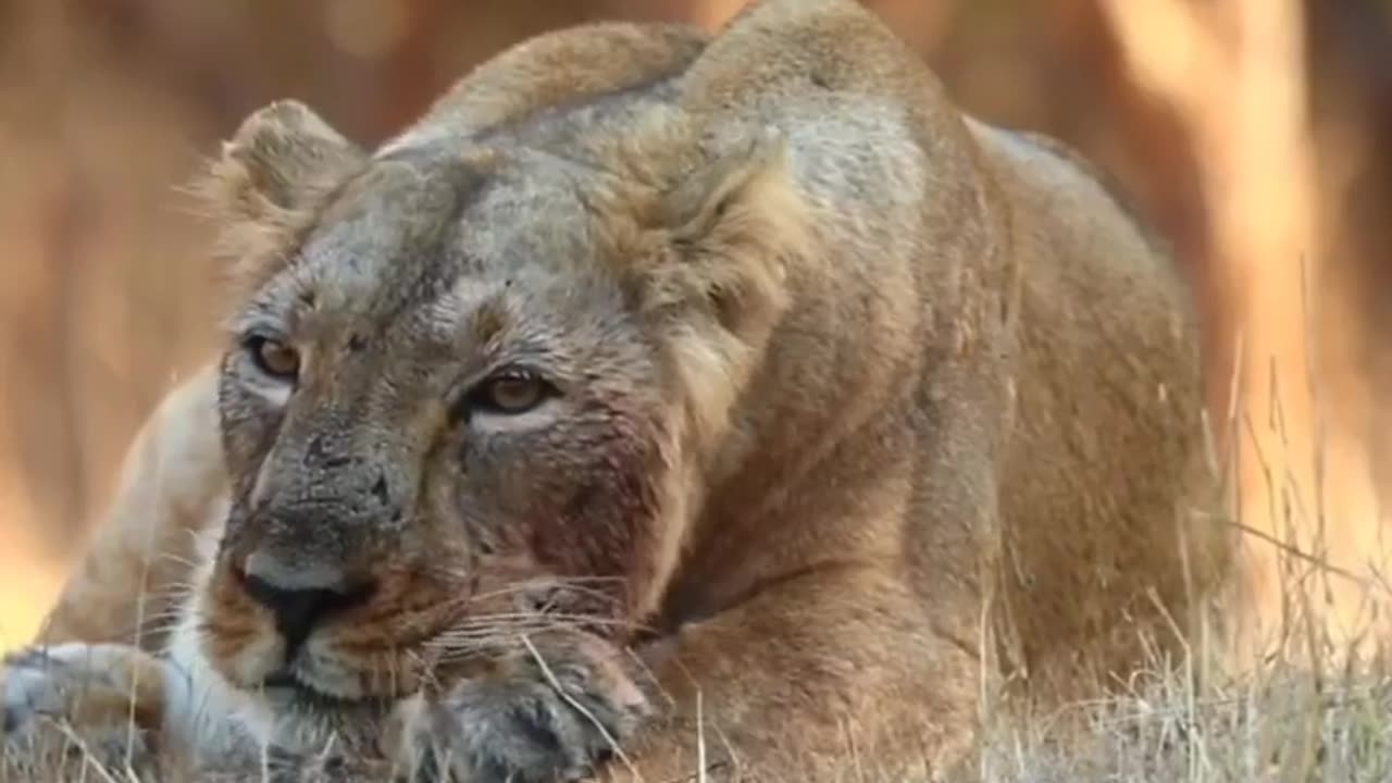 Wildlife in Closer View with natural perspective.