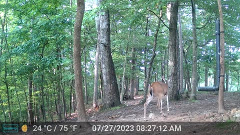 The Woods – 07/27/2023