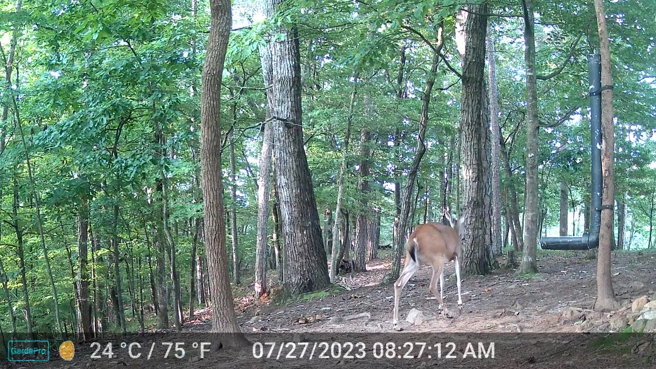 The Woods – 07/27/2023