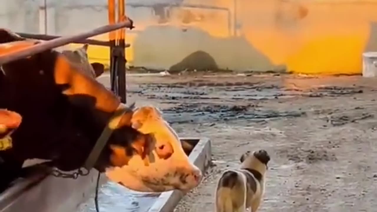 Funny Animal Videos 2022 Best Dogs And Cats Videos πΊπ # 55