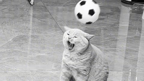 Funny animal|funny animals video|try not to laugh #cute & #funny - #cat - #video - #shorts