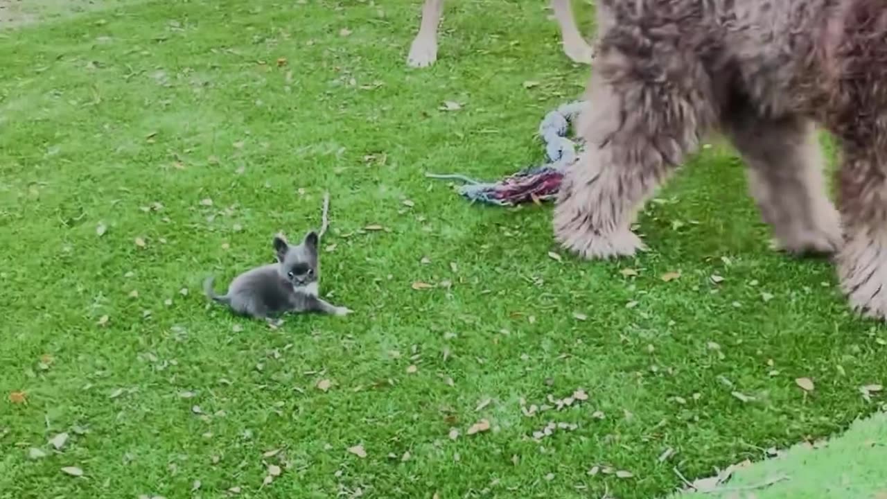 The tiniest tripawd in the world chases two giant dogs around the house ❤️