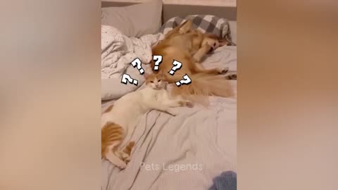 Funny animal video. Funny cat reaction
