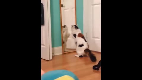 Funny Cat 😺 video 😂😂