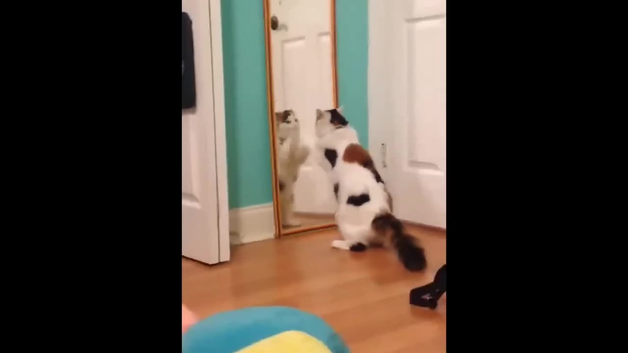 Funny Cat 😺 video 😂😂