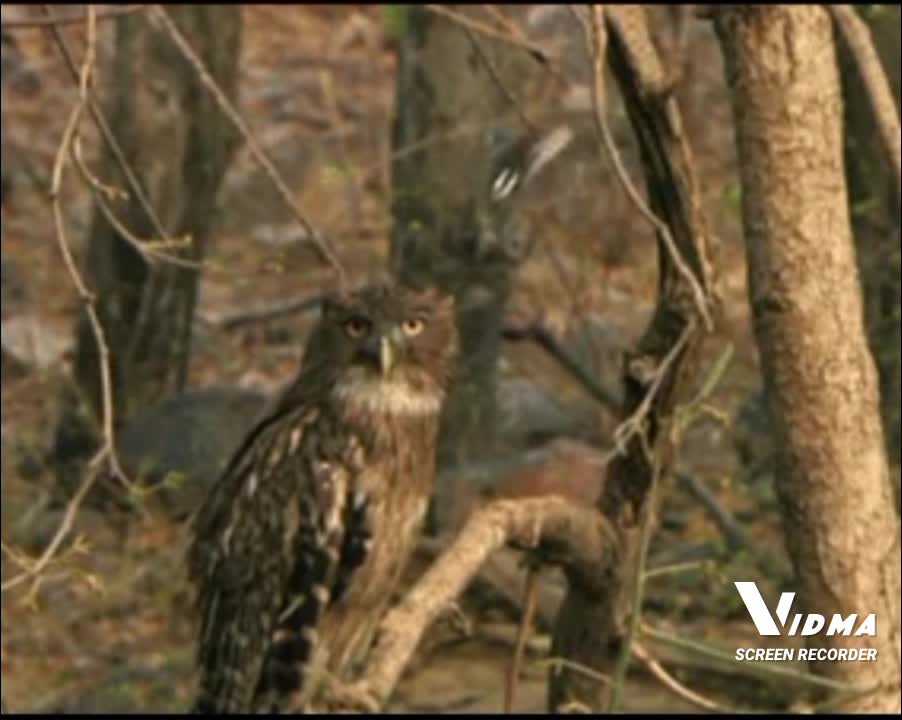 Owl in the jungle