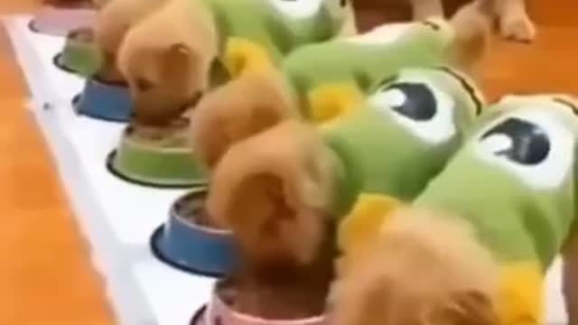 Top funny dog 🐕 video family dinning