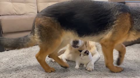 Golden Retriever and German Shepherd Puppy think a Kitten is a Broken Dog!