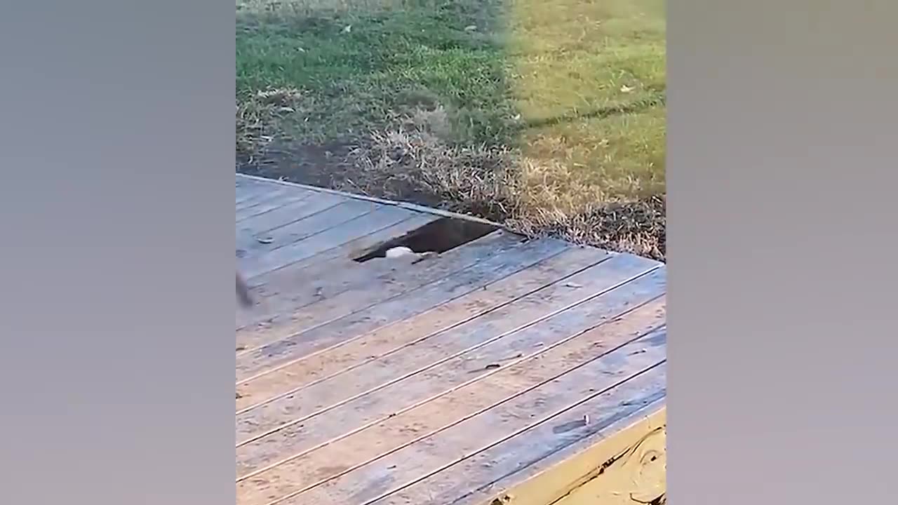 Funniest Animals Video from cats and dogs