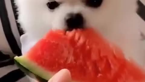 CUTE AND CHARMING PUPPY 💗
