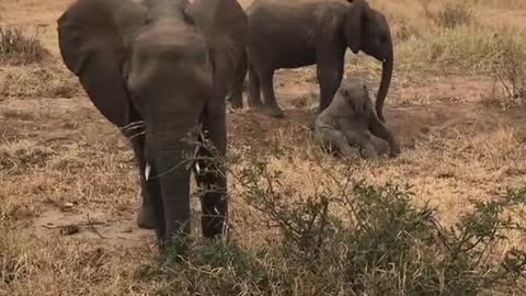 Most Dangerous Animal