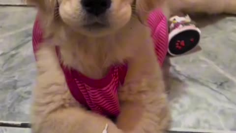 Cute pup❤️