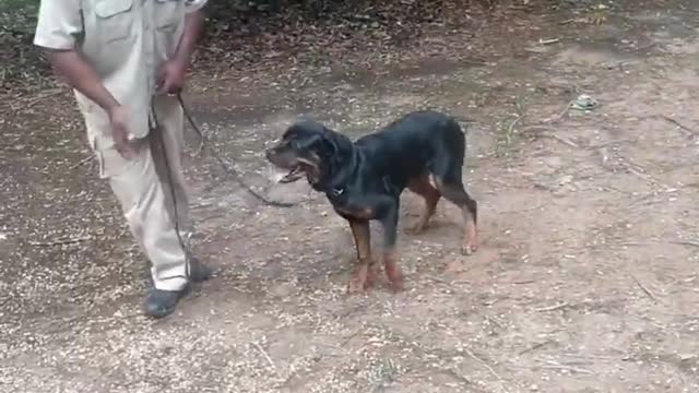 8 month old Rottweiler do some trick and obedience training.