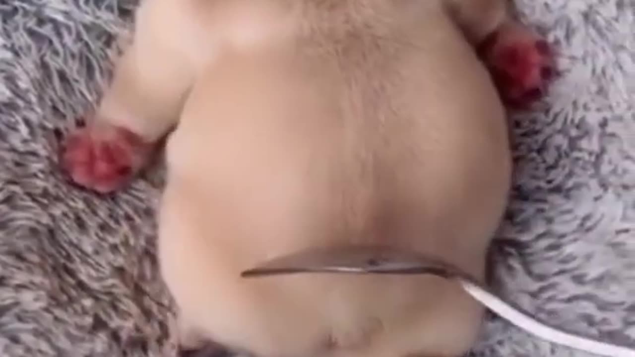 Cute Pets