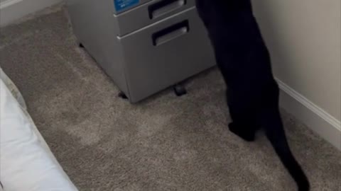 Adopting a Cat from a Shelter Vlog - Precious Piper Tries to Eat the Plants Again #shorts