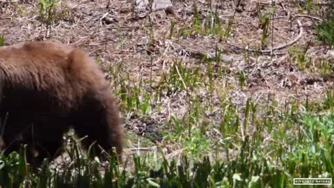 Mother Black Bear & Her Adorable Bear Cub in Sequoia National Park - California