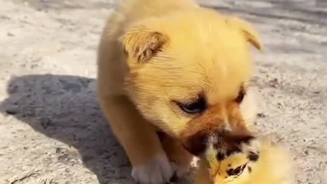 CUTE ANIMAL FRIENDSHIPS: Cute and funny baby animals compilation video #shorts #8
