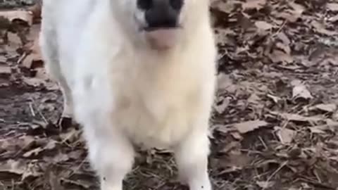 Cute cow video |cute animal