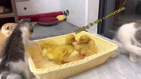 Three cute kittens watch ducklings swim and bathe.