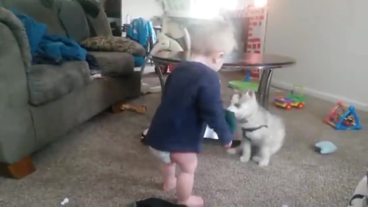 Dogs video and cute and funny babies 😅😅