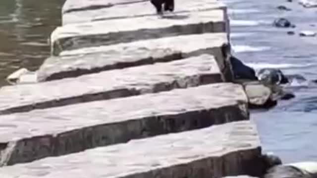 Funny Animals They Do The Strangest Things, Try Not To Laugh! Part 14