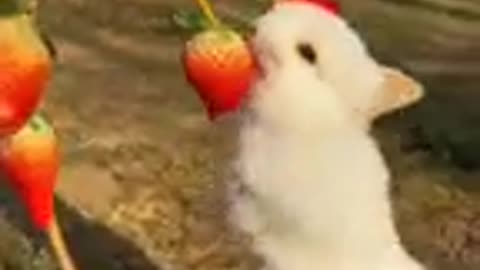 Cute 🥰 rabbit