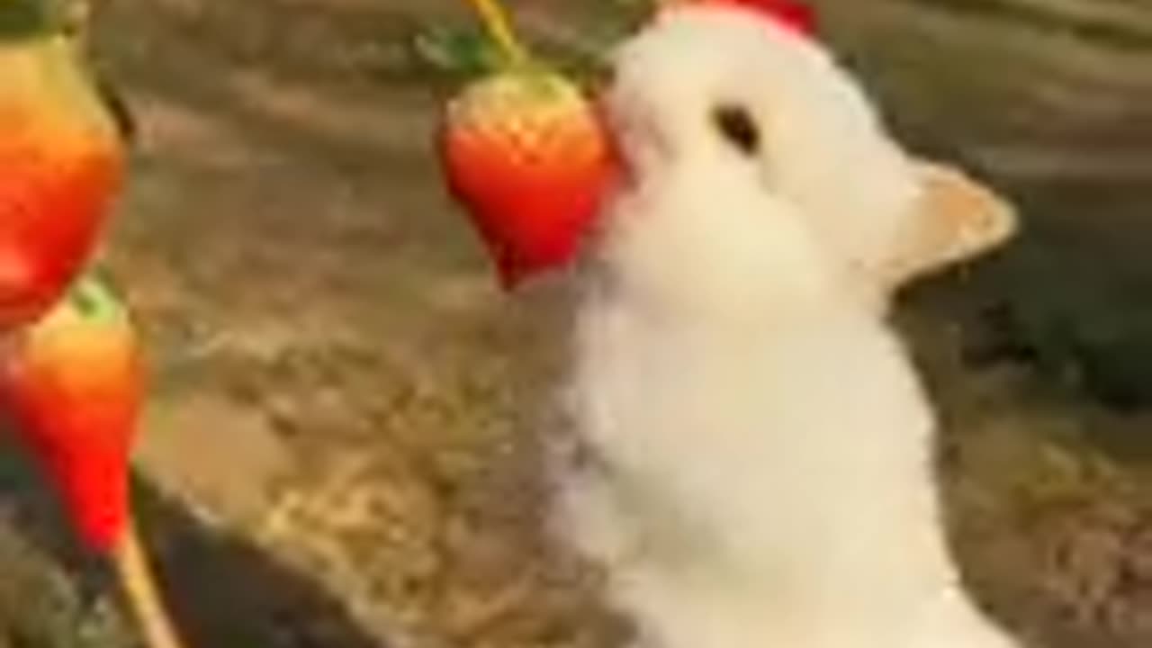 Cute 🥰 rabbit